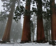 Sequoia Nationalpark #3