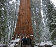 Sequoia Nationalpark #5
