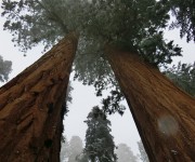 Sequoia Nationalpark #6