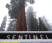 Sequoia Nationalpark #7